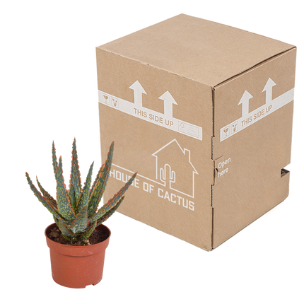 Aloë zebrina Dannyz 10,5cm - zonder pot