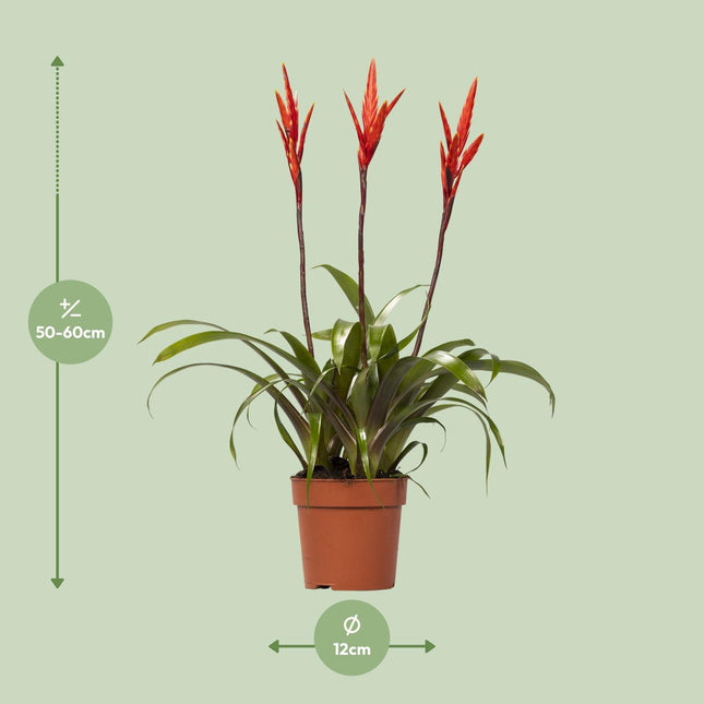 Vriesea Elan Toef - Ø12cm ↕55cm (zonder sierpot)