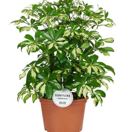 Schefflera Gerda - Ø21cm - ↕55cm