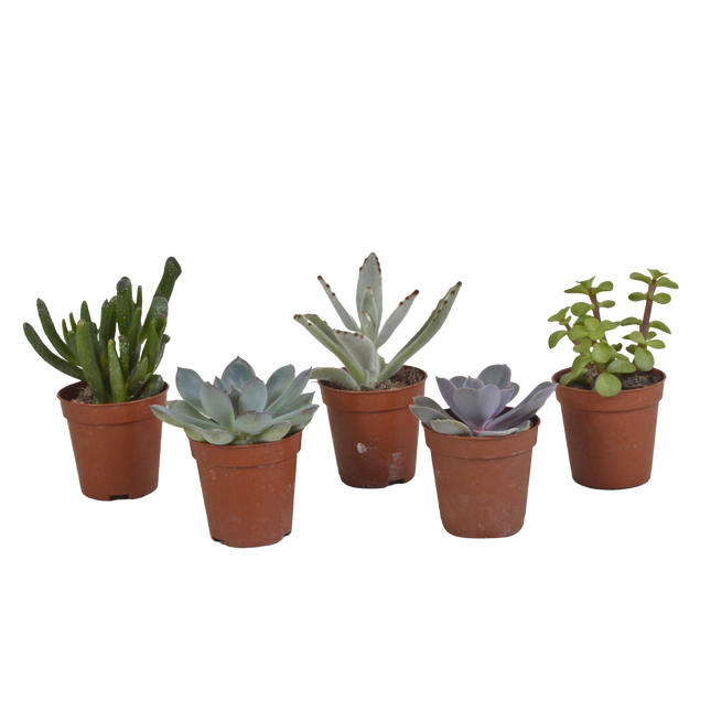 Vetplanten mix 5.5 cm - 5x - zonder pot