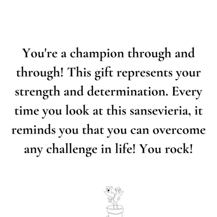 Sansevieria (Vrouwentong) Gift "The Champion" met Wenskaart - Ø12cm - ↕30cm