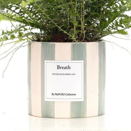 Nephrolepis Green Lady 'Breath' - Ø12cm - ↕35cm - Met Wenskaart