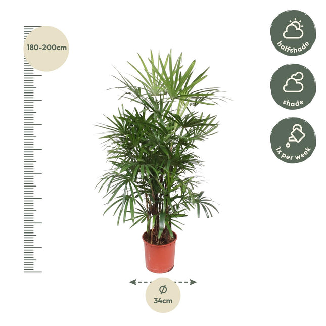 Rhapis Excelsa - Stokpalm - 190cm - Ø34cm (zonder sierpot)