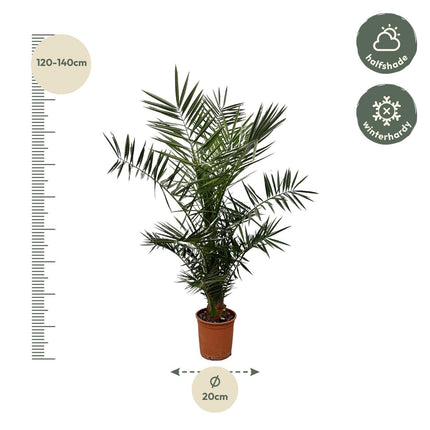 Phoenix Canariensis - 140 cm - Ø21cm
