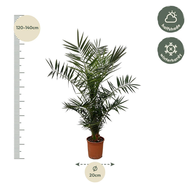 Phoenix Canariensis Ø21cm ↕140cm – Canarische Dadelpalm Grote Huisdiervriendelijke Kamerplant (zonder sierpot)