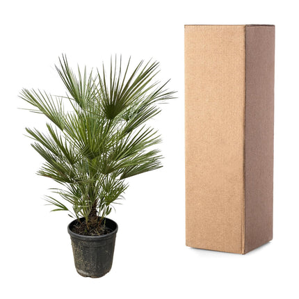 Chamaerops Humilis - 150cm- ø30