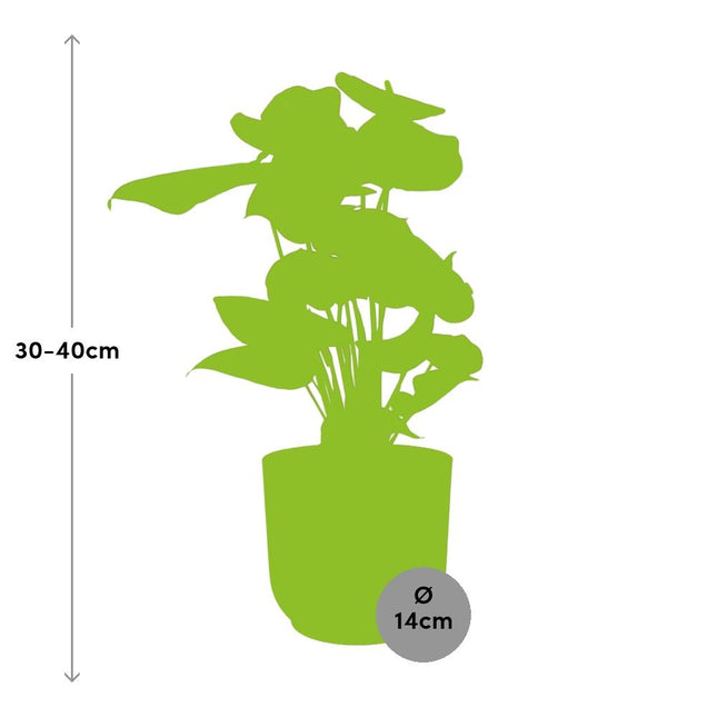 Anthurium Red 12cm in ELHO Vibes Fold 14cm roze