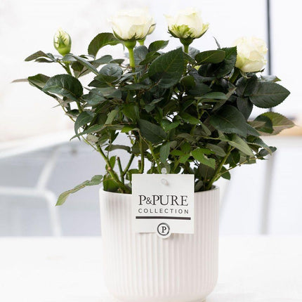 Rosa White - Witte Roos in Witte Keramiek - Premium Kamerplant - Ø12cm