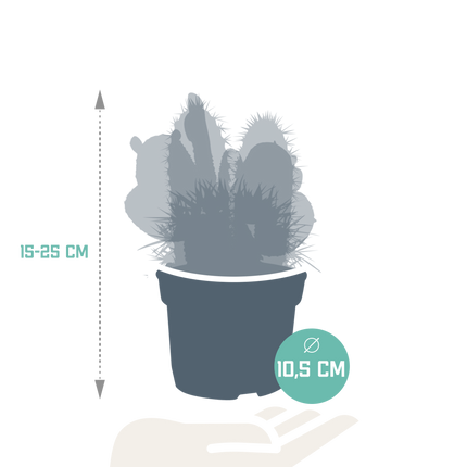 Cactus mix 10.5 cm - 3x - 12cm zonder pot