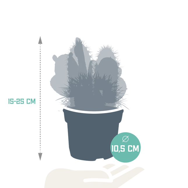 Cactus mix 10.5 cm - 3x - 12cm zonder pot