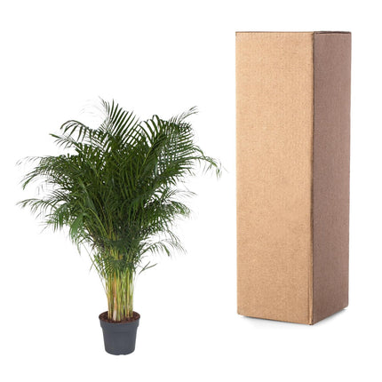 Dypsis Lutescens Areca Palm Ø34cm ↕200cm – Grote Huisdiervriendelijke Kamerplant (zonder sierpot)