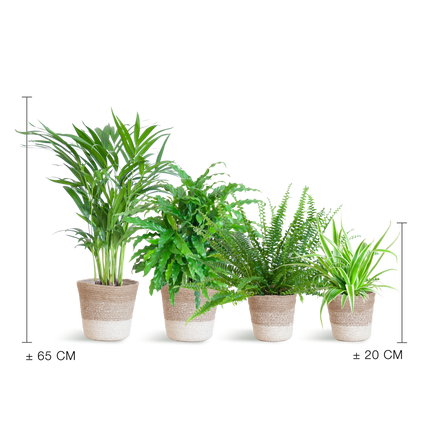 Diervriendelijke plantenset