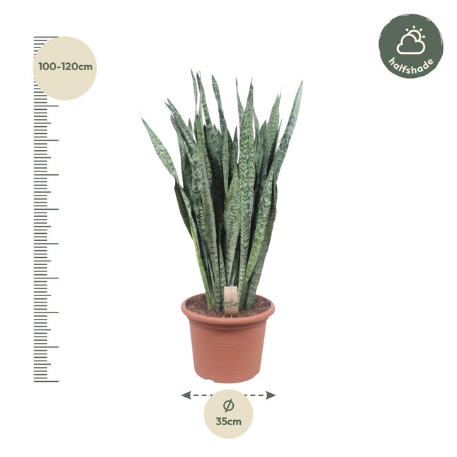 Sansevieria Zeylanica Ø35cm ↕110cm – Grote Vrouwentong Kamerplant (zonder sierpot)