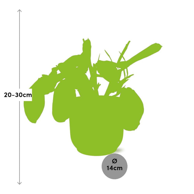 Maranta Leuconeura 'Fascinator' Tricolor in ELHO Vibes Fold 14cm roze - Bidplant - Huisdiervriendelijke kamerplant