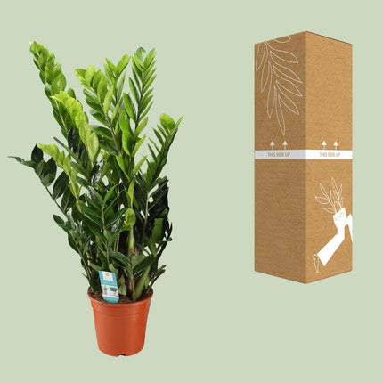 Zamioculcas Zamiifolia - ZZ Plant - Ø21cm - ↕95cm (zonder sierpot)