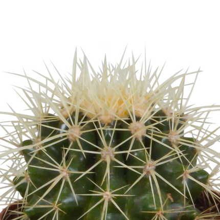 Cactus mix 8.5 cm - 3x - in witte pot