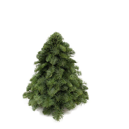 Nobilis Kerstboom - ↕30cm