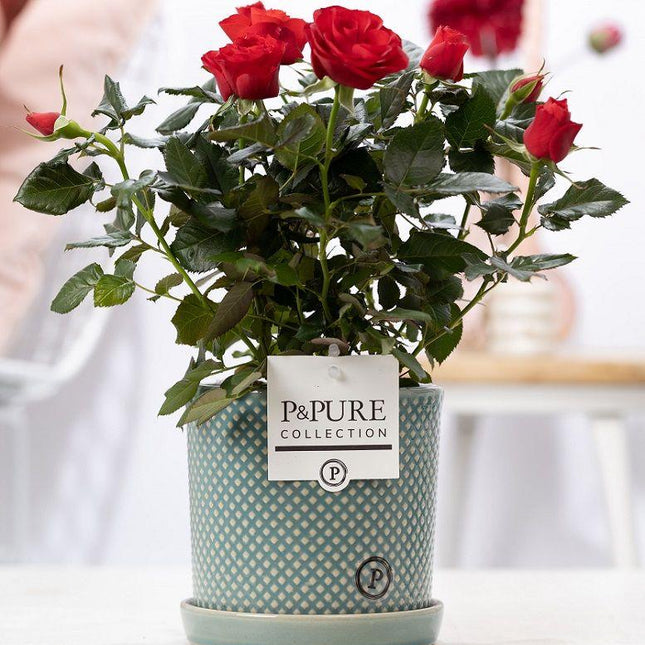 Mini-Roos Rood - Rosa sp. in P&Pure Lauren Ceramics Pot - Ø12cm - ↕30cm