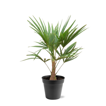Trachycarpus Fortunei - 90-100cm - Ø21