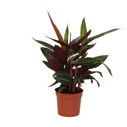Calathea Stripestar - 40 cm - Ø12cm