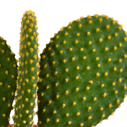 Cactus mix 10.5 cm - 3x - 12cm zonder pot