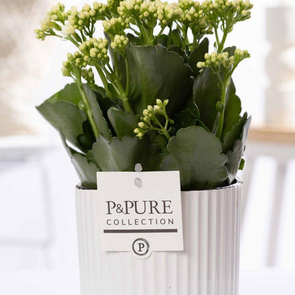 Kalanchoe White In P&PURE Ivy Ceramics - Ø12cm - ↕27cm