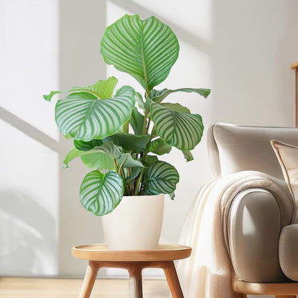 Calathea Orbifolia met Viber wit - 65cm - Ø21