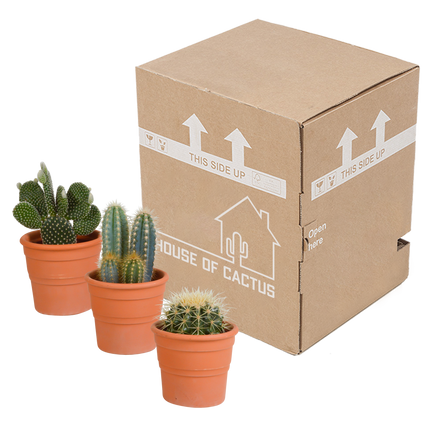 Cactus mix 10.5 cm - in terracotta pot - 3x