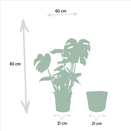 Strelitzia Nicolai Ø19cm ↕85cm + Monstera Deliciosa Ø21cm ↕75cm + Mand Selin