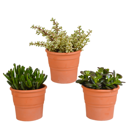 Crassula mix 10,5 cm - 3x - in terracotta pot