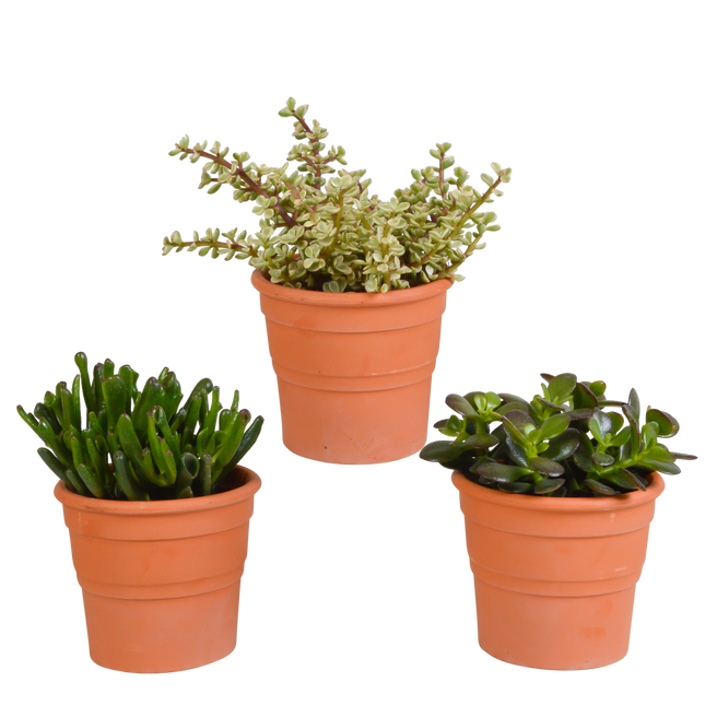 Crassula mix 10,5 cm - 3x - in terracotta pot