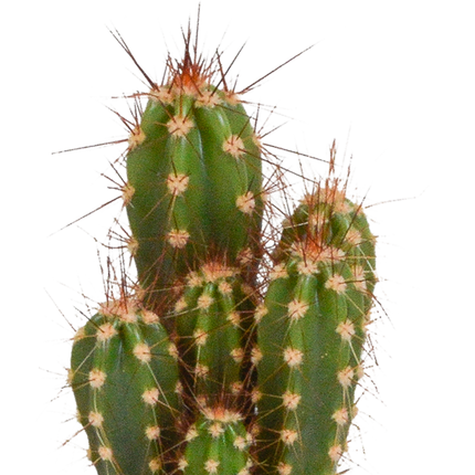 Cactus en vetplanten mix 5.5 cm | 15 stuks - in witte pot