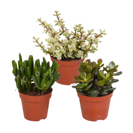 Crassula mix 8.5 cm - zonder pot - 3x