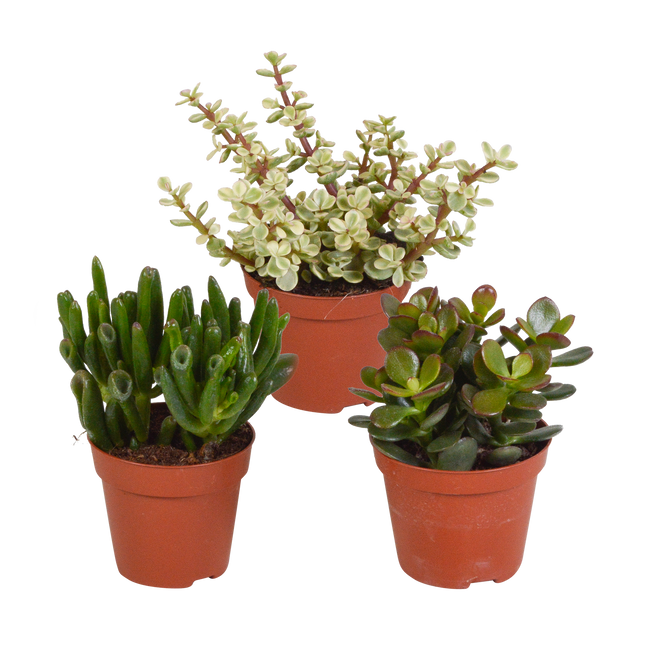 Crassula mix 8.5 cm - zonder pot - 3x