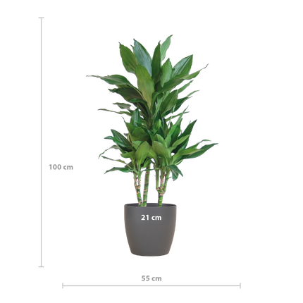Dracaena  Janet Lindt met Viber grijs - 95cm - Ø21