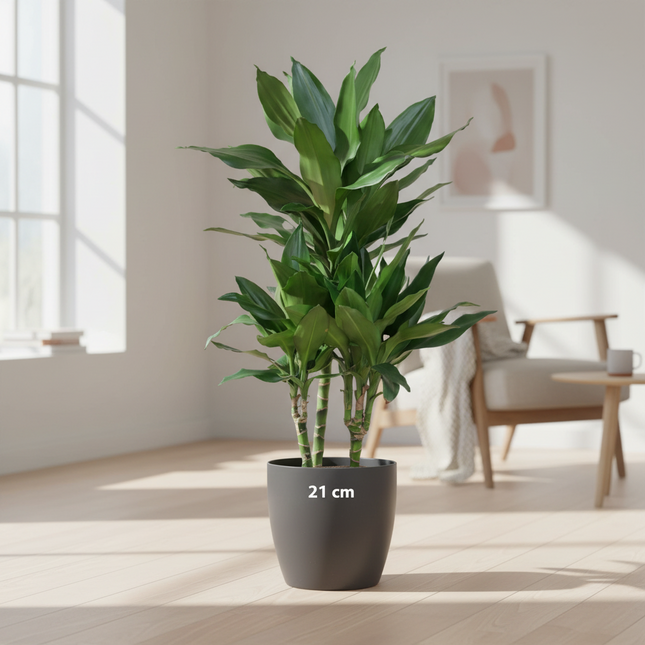 Dracaena Janet Lindt met Viber grijs - 95cm - Ø21
