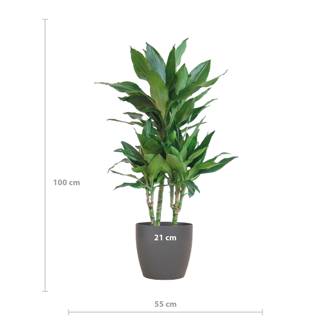 Dracaena  Janet Lindt met Viber grijs - 95cm - Ø21