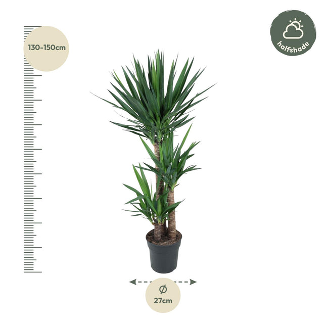 Yucca Elephantipes Ø24cm ↕140cm – Palmlelie Grote Makkelijke Kamerplant (zonder sierpot)