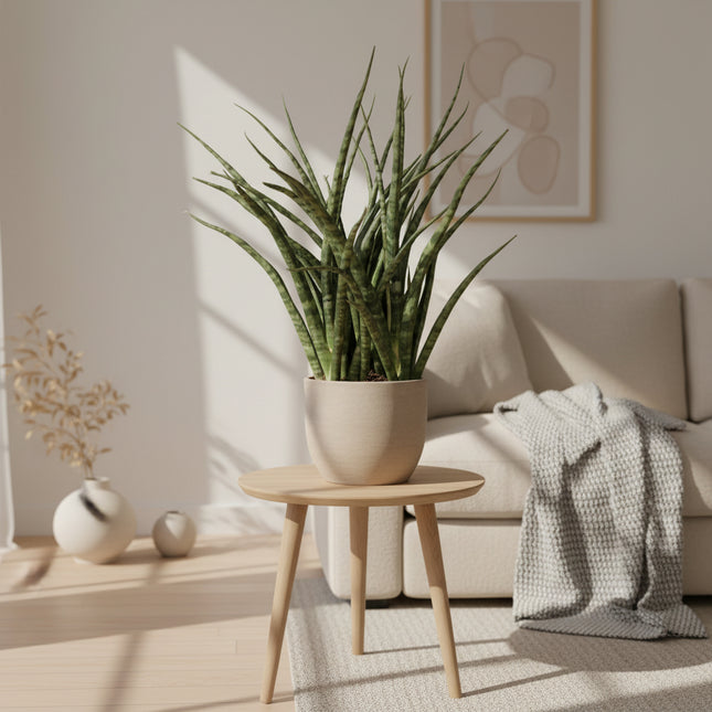 Sansevieria Fernwood Punk - Ø12cm - ↕35cm
