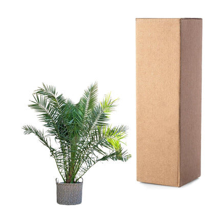 Phoenix Canariensis - 300cm - ø50