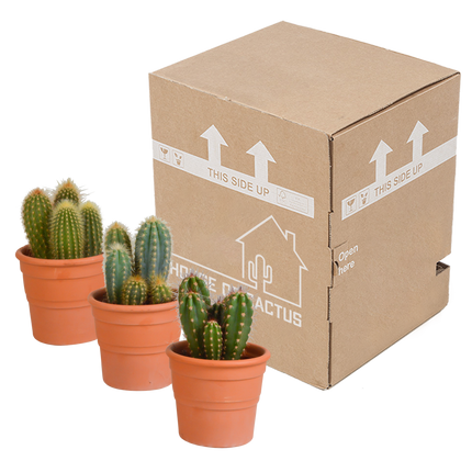Cereus mix 10,5cm - 3x - in terracotta pot