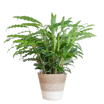 Calathea Rufibarba met Mand Lissabon wit - 55cm - Ø17