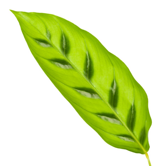 Calathea Leopardina - Ø12cm ↕35cm (zonder sierpot)