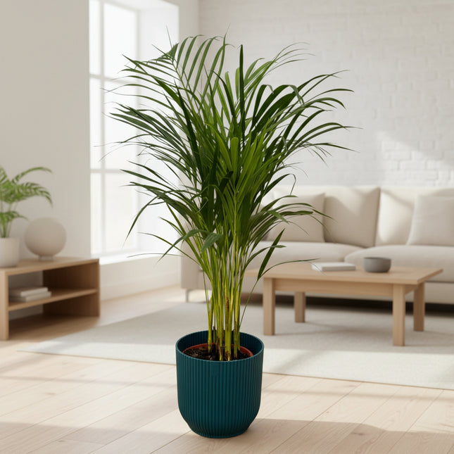 Areca palm - ↨85cm - Ø19cm inclusief elho Vibes Fold Round blauw D22xH20