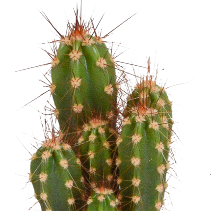 Cactus mix 5.5 cm - 10x - zonder pot