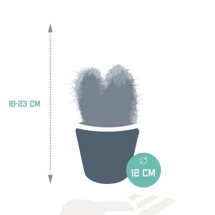 Cereus mix 10,5cm - 3x - in witte pot