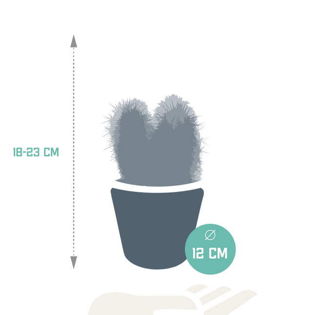 Cereus mix 10,5cm - 3x - in witte pot