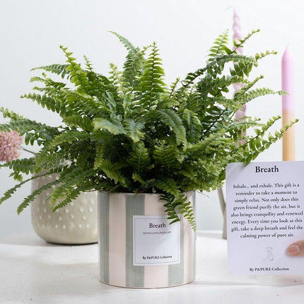 Nephrolepis Green Lady 'Breath' - Ø12cm - ↕35cm - Met Wenskaart