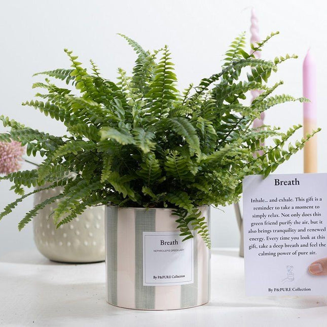 Nephrolepis Green Lady 'Breath' - Ø12cm - ↕35cm - Met Wenskaart
