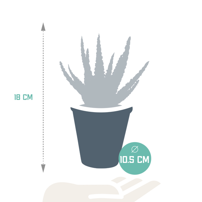 Aloë zebrina Dannyz 10,5cm - zonder pot